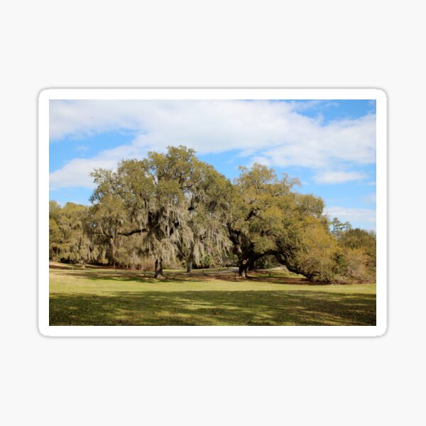 Item preview, Southern Live Oaks designed and sold by Cynthia48.