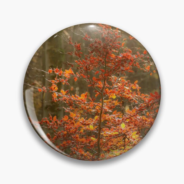 Item preview, Digital photograph of sunlit beech tree designed and sold by SimonJohnson1.