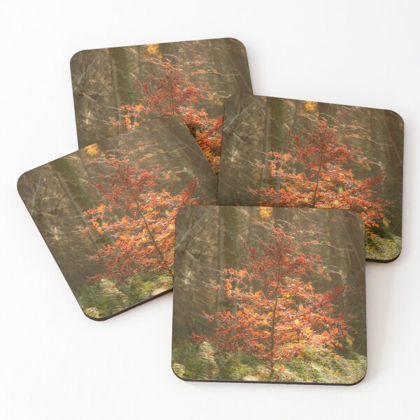 Item preview, Digital photograph of sunlit beech tree designed and sold by SimonJohnson1.