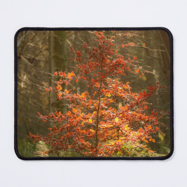 Item preview, Digital photograph of sunlit beech tree designed and sold by SimonJohnson1.