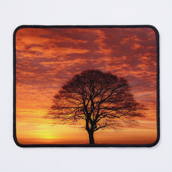 Item preview, Digital photograph of isolated tree silhouette  at sunrise designed and sold by SimonJohnson1.