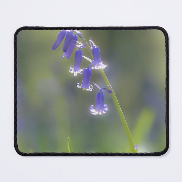 Item preview, Digital photograph Bluebell flower designed and sold by SimonJohnson1.