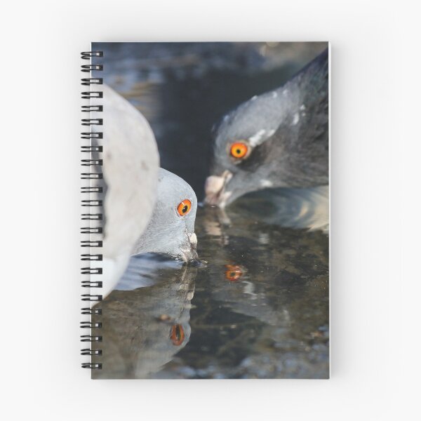 Item preview, Pigeons drinking designed and sold by GreyFeatherPhot.