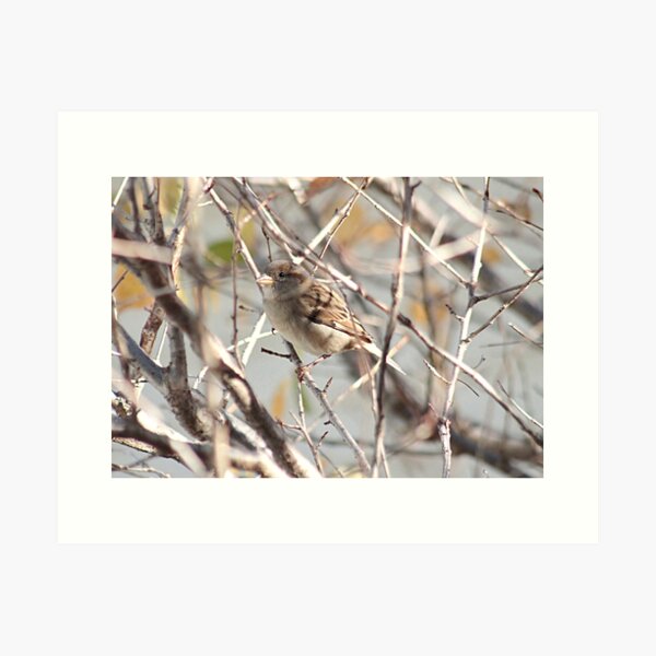 Item preview, Where did the camouflage go? designed and sold by Linda Crockett.
