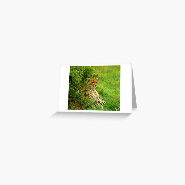 On the Lookout Greeting Card