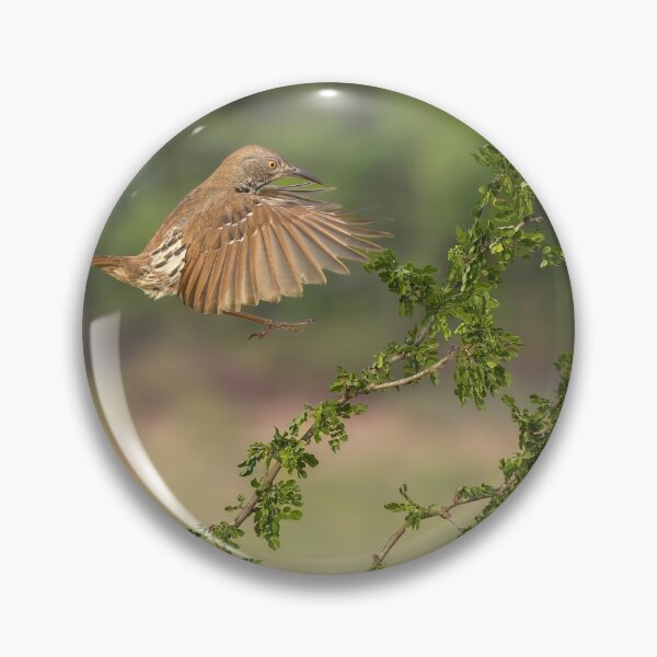 Artikelvorschau, Long Billed Thrasher landet in Südtexas entworfen und verkauft von PhotoArt by Joan Carroll.