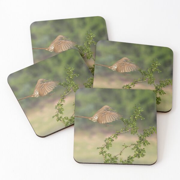 Item preview, Long Billed Thrasher Landing South Texas designed and sold by PhotoArt by Joan Carroll.