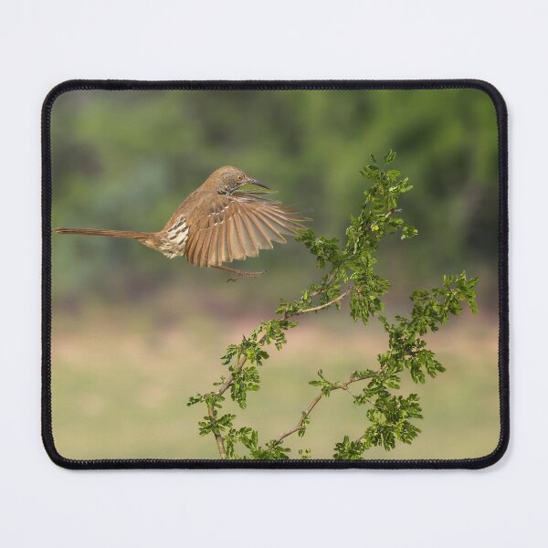 Item preview, Long Billed Thrasher Landing South Texas designed and sold by PhotoArt by Joan Carroll.
