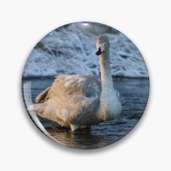 Item preview, Teens teens. Whooper swan designed and sold by Jouko Lehto Photography.