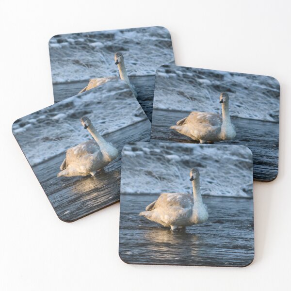 Item preview, Teens teens. Whooper swan designed and sold by Jouko Lehto Photography.