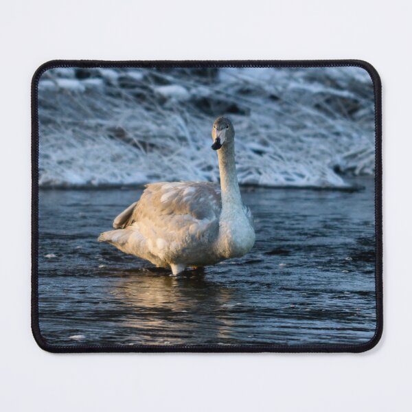 Item preview, Teens teens. Whooper swan designed and sold by Jouko Lehto Photography.