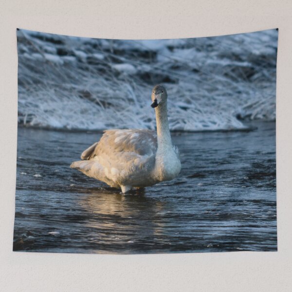 Item preview, Teens teens. Whooper swan designed and sold by Jouko Lehto Photography.