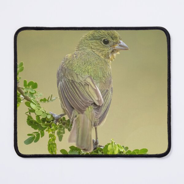 Item preview, Female Painted Bunting South Texas designed and sold by PhotoArt by Joan Carroll.