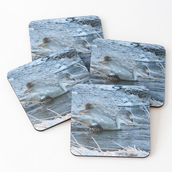 Item preview, If you can't swim then  walk. Whooper swan designed and sold by Jouko Lehto Photography.