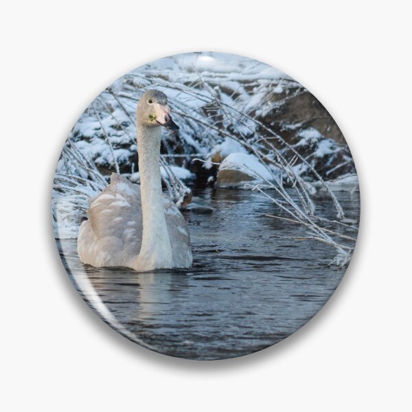 Item preview, Eat your greens. Whooper swan designed and sold by Jouko Lehto Photography.