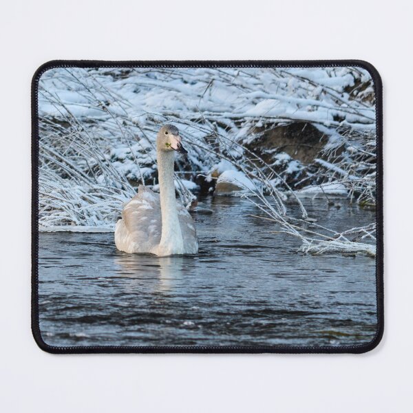 Item preview, Eat your greens. Whooper swan designed and sold by Jouko Lehto Photography.