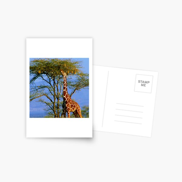 Giraffe and Weaver Tree Postcard