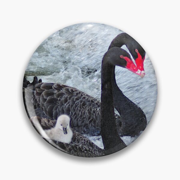 Item preview, Black Swan Family at Dawlish  designed and sold by rosiephotos.