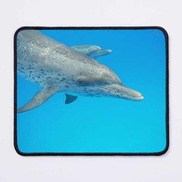 Item preview, Spotted Dolphin Greeting designed and sold by Whale & Dolphin Wisdom Retreats.