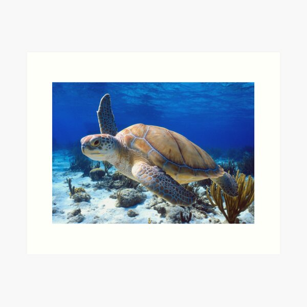 Green turtle Art Print