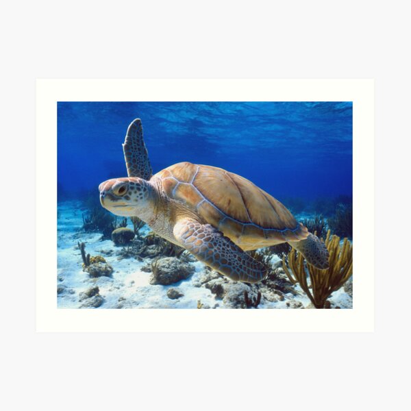 Green turtle Art Print