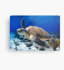 Green turtle Metal Print