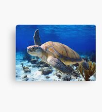 Green turtle Canvas Print