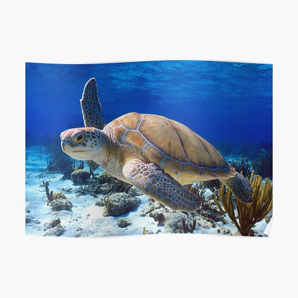 Green turtle Poster