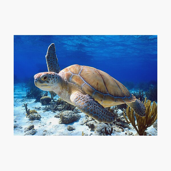 Green turtle Photographic Print