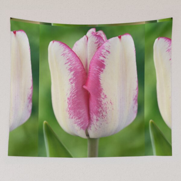 Item preview, Tulipa  'Hotpants'   Triumph Group  Tulip  designed and sold by Chris Burrows.