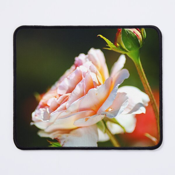 Item preview, Side View Full Rose Plus Bud designed and sold by Joy Watson - Natural Light Photography .