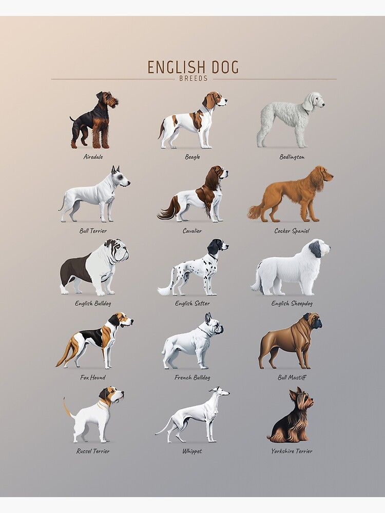 Bulldog Types Of Mastiff Dogs Dogs Breed Vector Info Graphics