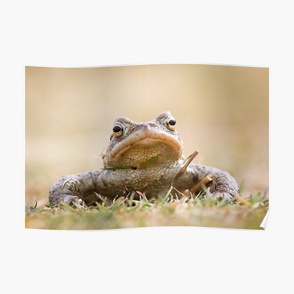 Toad Poster