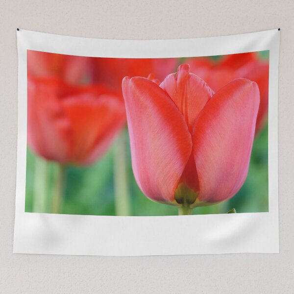 Item preview, Tulipa  'Apeldoorn'  Darwin Hybrid Group  Tulip   designed and sold by Chris Burrows.