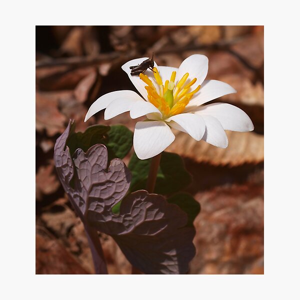 Open For Breakfast Photographic Print