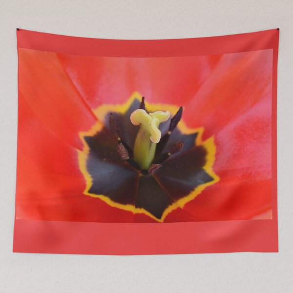 Item preview, Tulipa  'Apeldoorn'  Darwin Hybrid Group  Tulip  designed and sold by Chris Burrows.