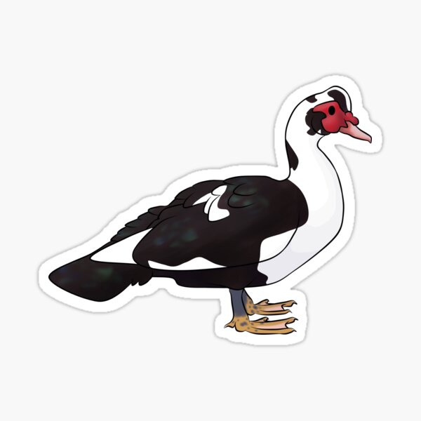 Item preview, Black Pied Muscovy Drake designed and sold by Clucky-Designs.