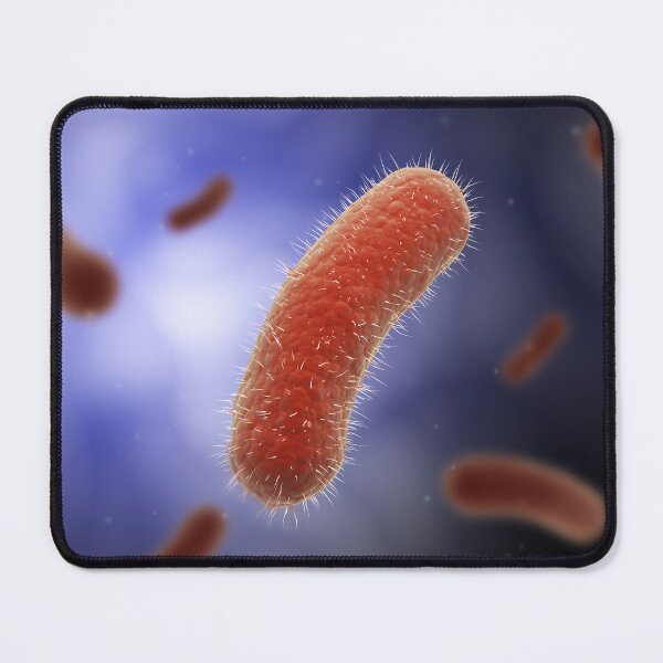 Item preview, STK701330H-The Bacillus bacteria. designed and sold by StocktrekImages.