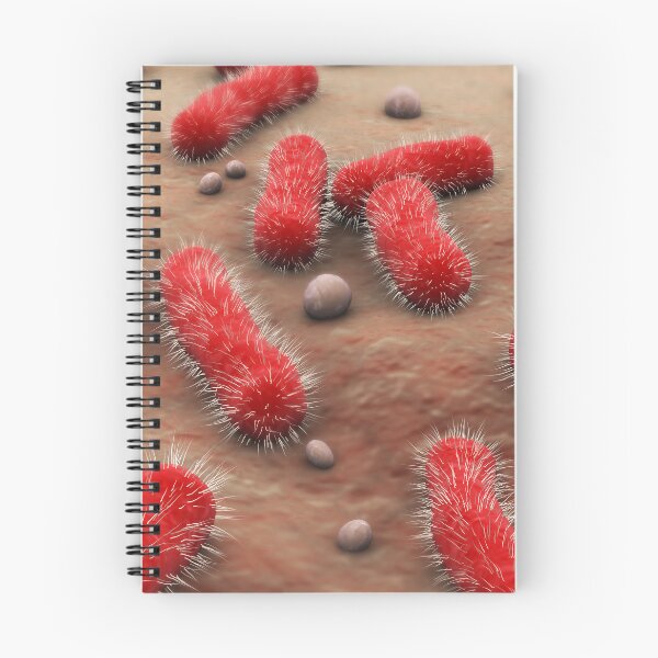 Item preview, STK701332H-The Bacillus bacteria. designed and sold by StocktrekImages.
