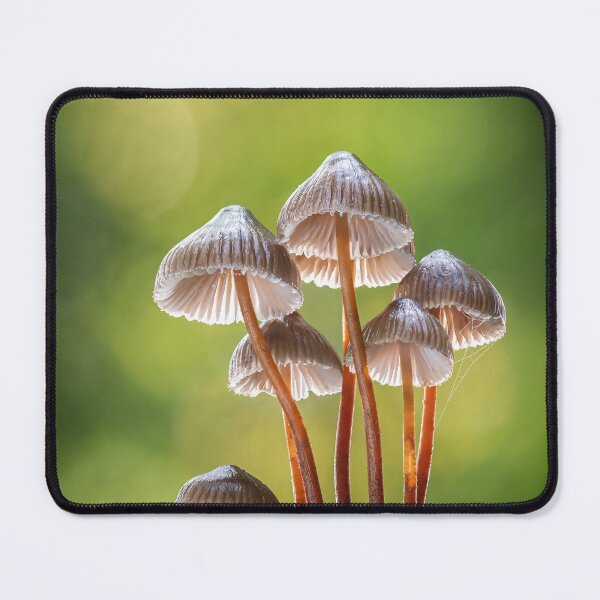 Item preview, Clustered Bonnet mushrooms designed and sold by Tony North.