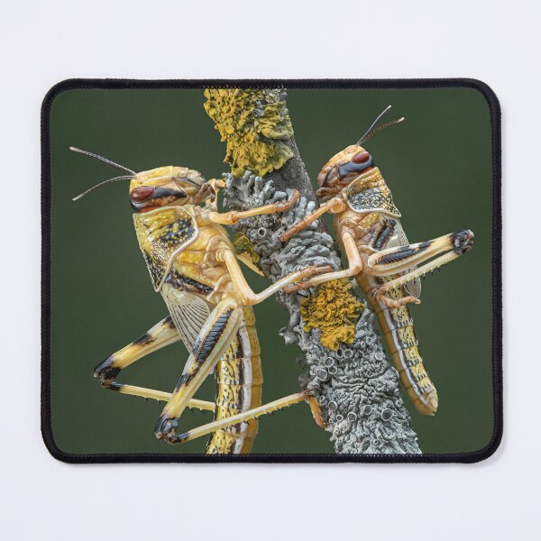 Item preview, Desert Locusts designed and sold by Tony North.