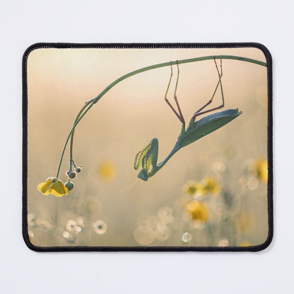 Item preview, Praying Mantis at dawn designed and sold by Tony North.