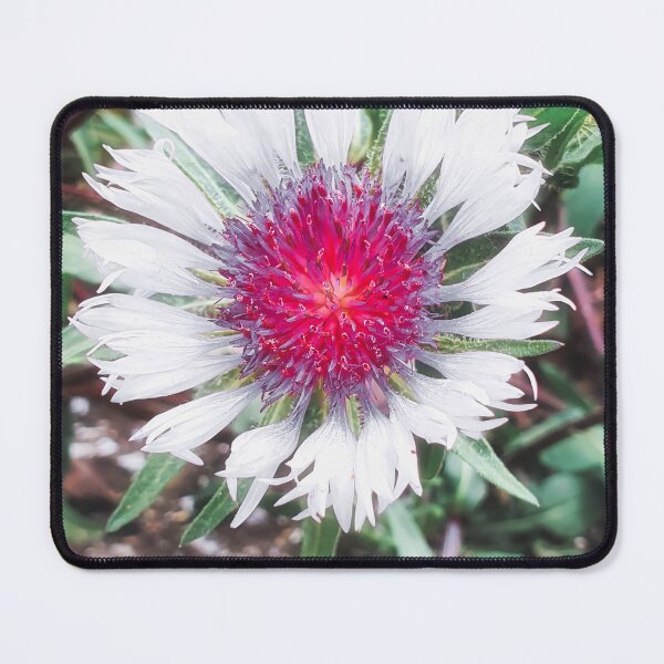 Item preview, Knapweed Centaurea Pullata Blossom designed and sold by Marco Sales.