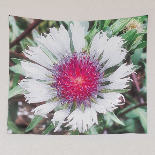 Item preview, Knapweed Centaurea Pullata Blossom designed and sold by Marco Sales.