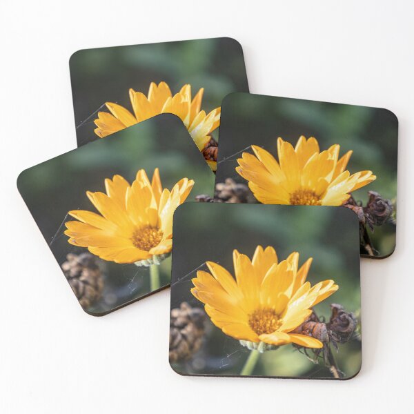 Item preview, Pot Marigold designed and sold by Calidris Fotografie Steffi & Ben Köppler.
