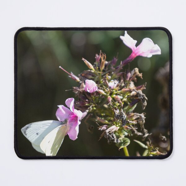 Item preview, Cabbage Butterfly designed and sold by Calidris Fotografie Steffi & Ben Köppler.