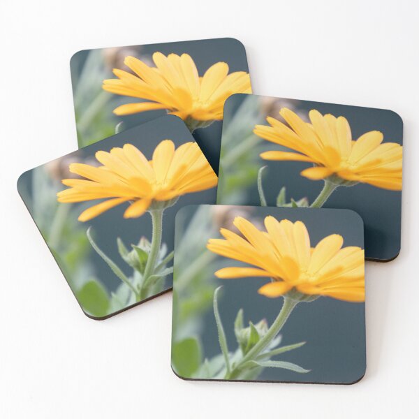 Item preview, Pot Marigold designed and sold by Calidris Fotografie Steffi & Ben Köppler.