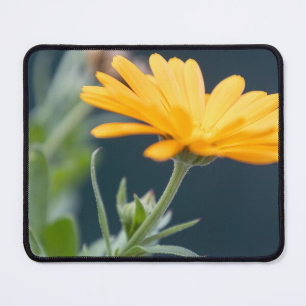 Item preview, Pot Marigold designed and sold by Calidris Fotografie Steffi & Ben Köppler.