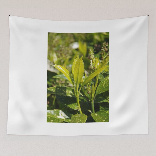 Item preview, Aucuba japonica designed and sold by lezvee.