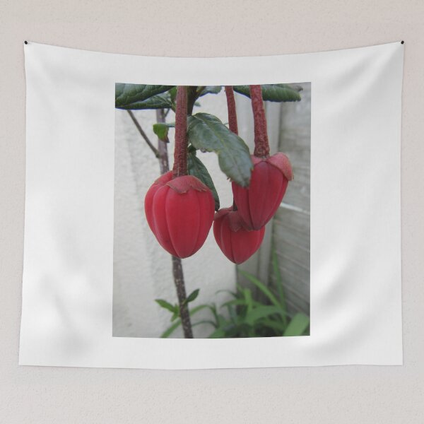 Item preview, Crinodendron hookerianum designed and sold by lezvee.
